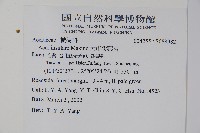 大屯尖葉槭, 川上氏槭藏品圖，第5張