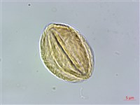 大屯尖葉槭, 川上氏槭藏品圖，第2張