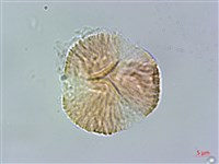 大屯尖葉槭, 川上氏槭藏品圖，第3張