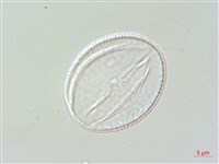 佛氏通泉草藏品圖，第2張