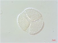 佛氏通泉草藏品圖，第3張