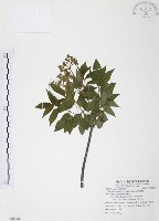 野鴉椿藏品圖，第1張