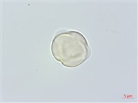 米碎柃木藏品圖，第1張