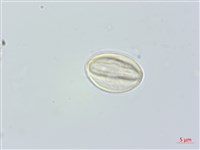 米碎柃木藏品圖，第3張