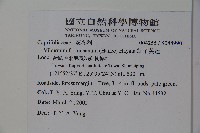 紅子莢迷藏品圖，第2張