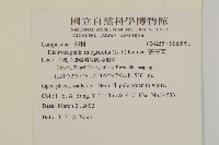 茯苓菜藏品圖，第2張