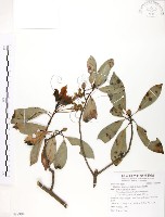 豬腳楠藏品圖，第1張