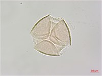 烏皮九芎、奮起湖野茉莉藏品圖，第2張