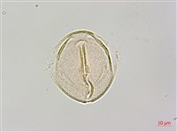 烏皮九芎、奮起湖野茉莉藏品圖，第3張