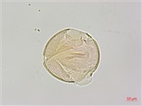 烏皮九芎、奮起湖野茉莉藏品圖，第4張