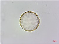 台灣土茯苓、台灣菝契、馬甲菝契藏品圖，第1張