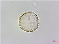 台灣土茯苓、台灣菝契、馬甲菝契藏品圖，第2張