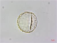 台灣土茯苓、台灣菝契、馬甲菝契藏品圖，第3張