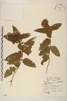 基隆澤蘭藏品圖，第1張