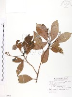 豬腳楠藏品圖，第1張