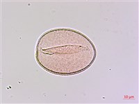 山寶鐸花藏品圖，第1張