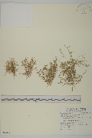 瓜槌草、漆姑草藏品圖，第1張