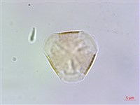 台灣佛甲草、石板菜藏品圖，第2張