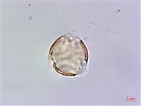 台灣佛甲草、石板菜藏品圖，第3張