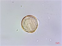 台灣佛甲草、石板菜藏品圖，第4張