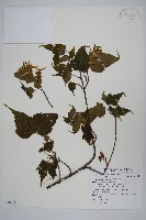 大屯尖葉槭, 川上氏槭藏品圖，第1張