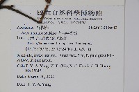 大屯尖葉槭, 川上氏槭藏品圖，第2張