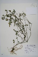 爵床藏品圖，第1張