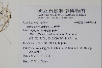 爵床藏品圖，第2張