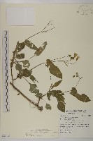 粉黃纓絨花藏品圖，第1張