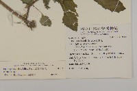 粉黃纓絨花藏品圖，第2張