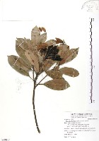 豬腳楠藏品圖，第1張