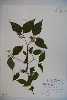 呂宋莢迷藏品圖，第4張