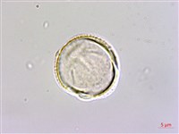 呂宋莢迷藏品圖，第2張