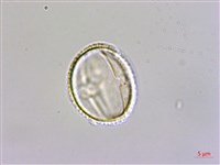 呂宋莢迷藏品圖，第3張