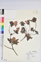 金毛杜鵑藏品圖，第4張