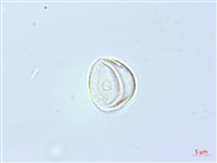 密花苧麻、木苧麻藏品圖，第1張