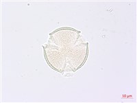 野鴉椿藏品圖，第2張