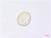 野鴉椿藏品圖，第3張