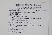 長花九頭獅子草、山藍藏品圖，第2張