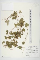 紅花野牽牛藏品圖，第1張