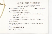 紅花野牽牛藏品圖，第2張