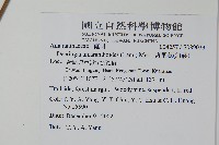 漿果莧、紐藤藏品圖，第2張