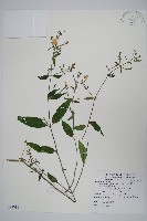 槍刀菜藏品圖，第1張