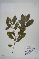 南洋馬蹄花藏品圖，第1張