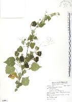 冬葵子藏品圖，第1張