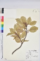 土沉香藏品圖，第1張