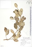 海茄苳藏品圖，第1張