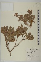 欖李藏品圖，第1張