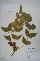 十大功勞藏品圖，第1張