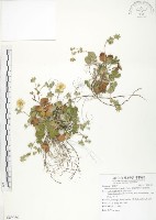 登錄號:S089050藏品圖，第1張